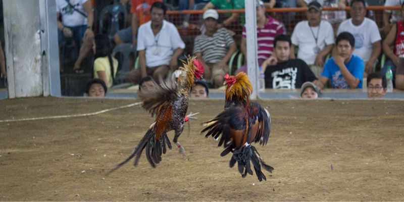 Đá gà Campuchia kịch tính