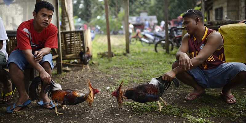 Đá gà Thomo hôm nay tại Đá Gà 88 