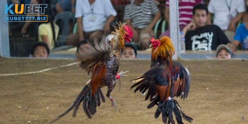 Mẹo chơi đá gà Thomo hiệu quả